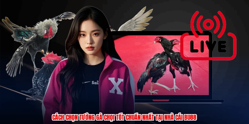 Cách Chọn Tướng Gà Chọi Tốt Chuẩn Nhất Tại Nhà Cái BU88 5 cach chon tuong ga choi tot chuan nhat tai nha cai bu88 1